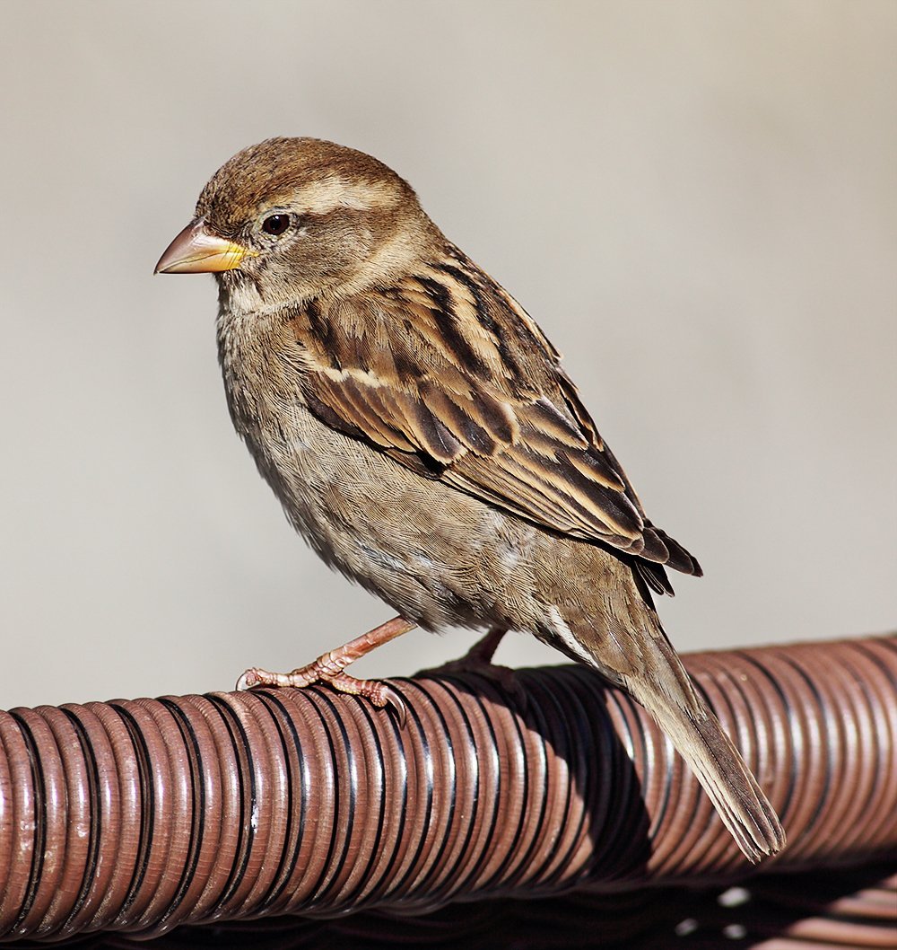 Коричневый Воробей