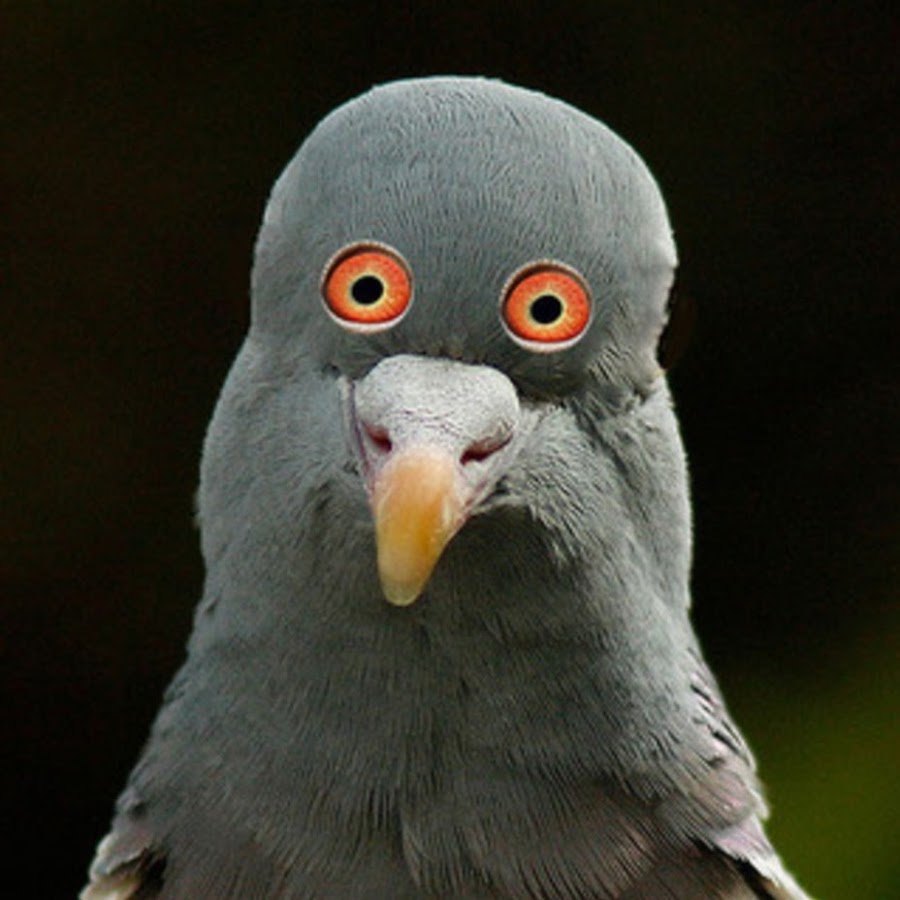 Если бы у животных глаза были бы спереди