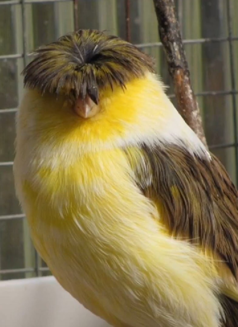 Канарейка Глостер