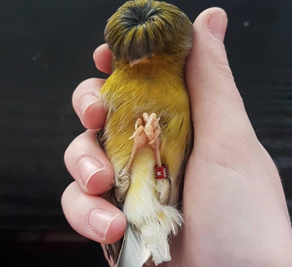 Глостерская хохлатая канарейка