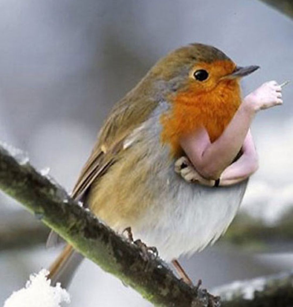 Птица с челкой