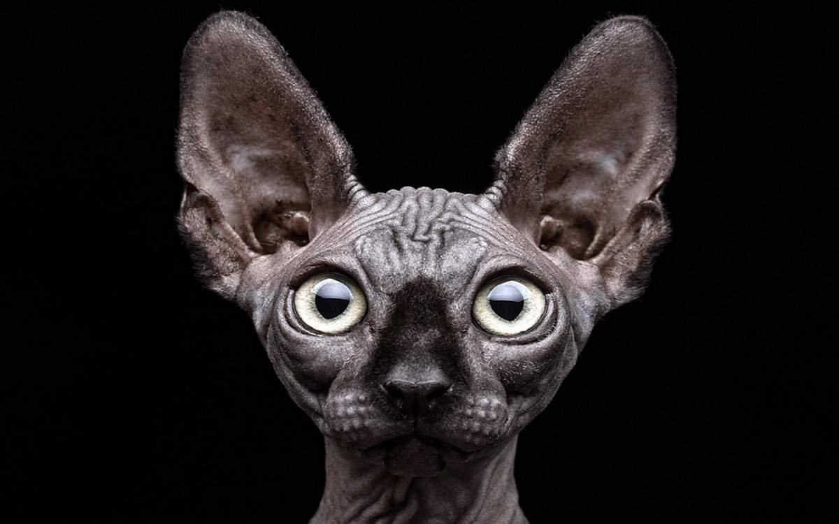 Кошка Ориентал грузин