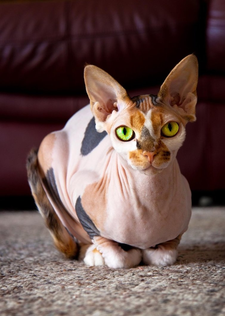 Ориентальная короткошерстная