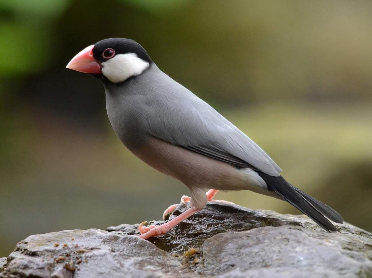 Черный Кулик сорока