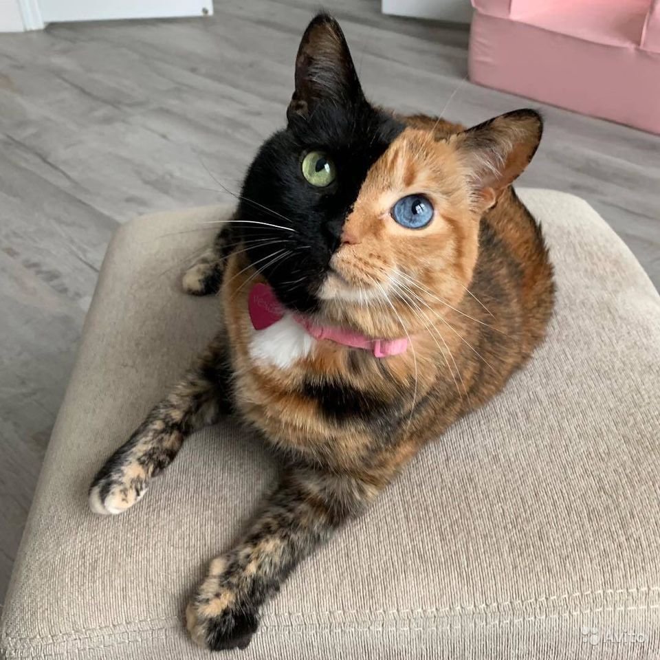 Коты Манчкин милые