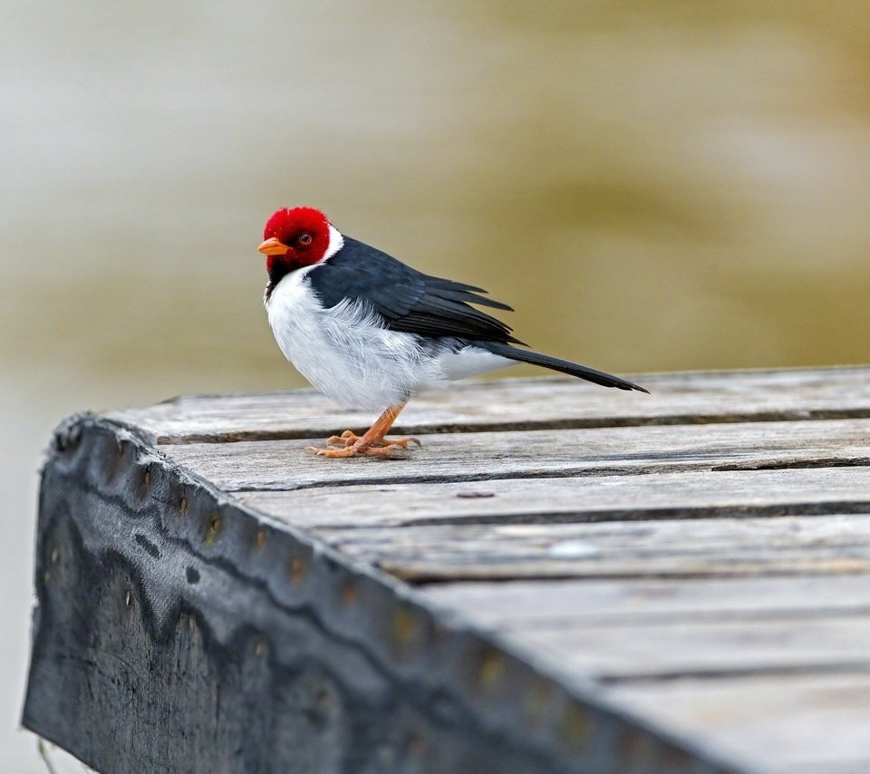 Птичка сидит на попе