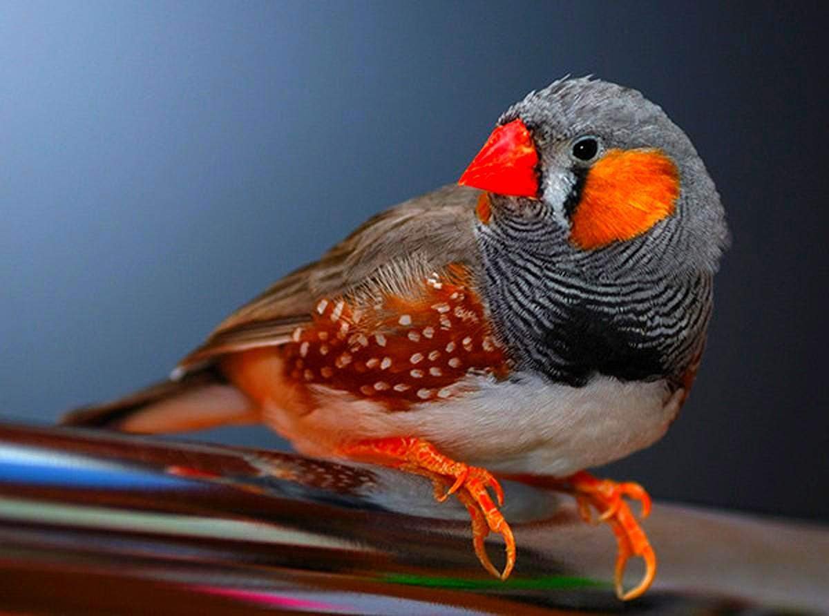 Клюв птиц Водорезов