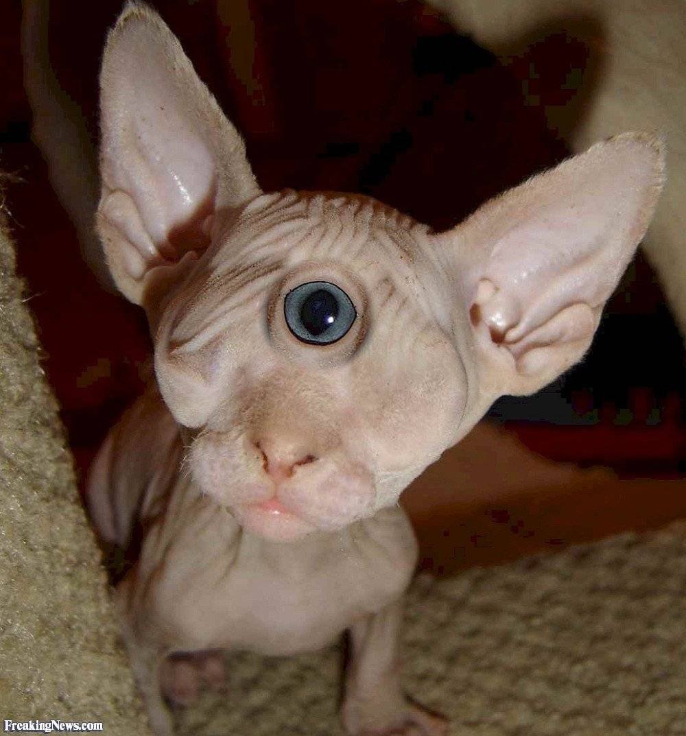 Канадский сфинкс фавн