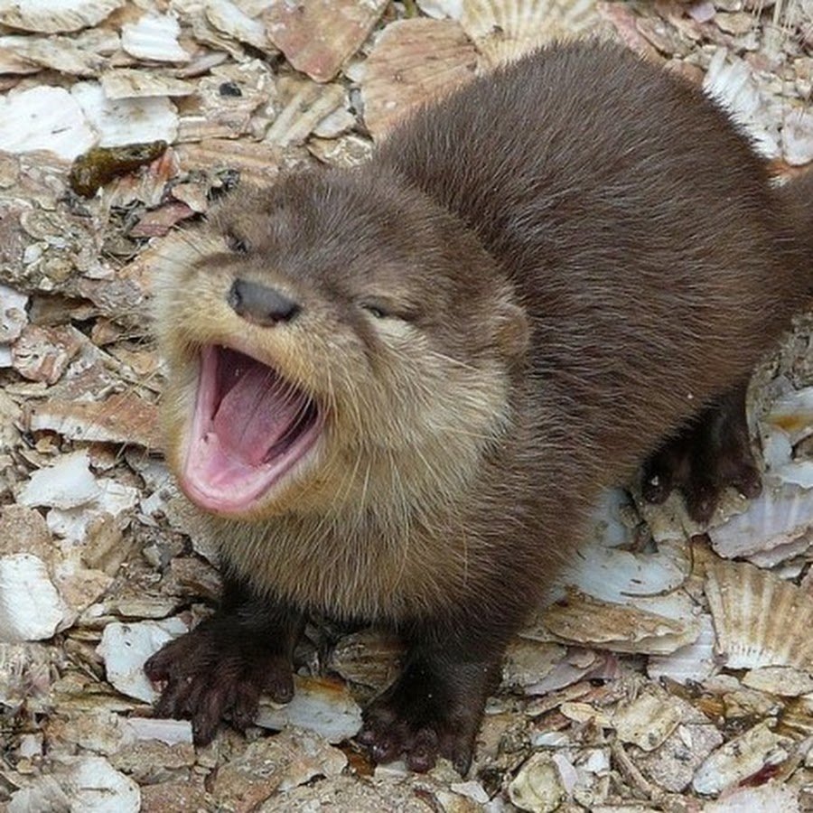 Выдра Lutra Lutra