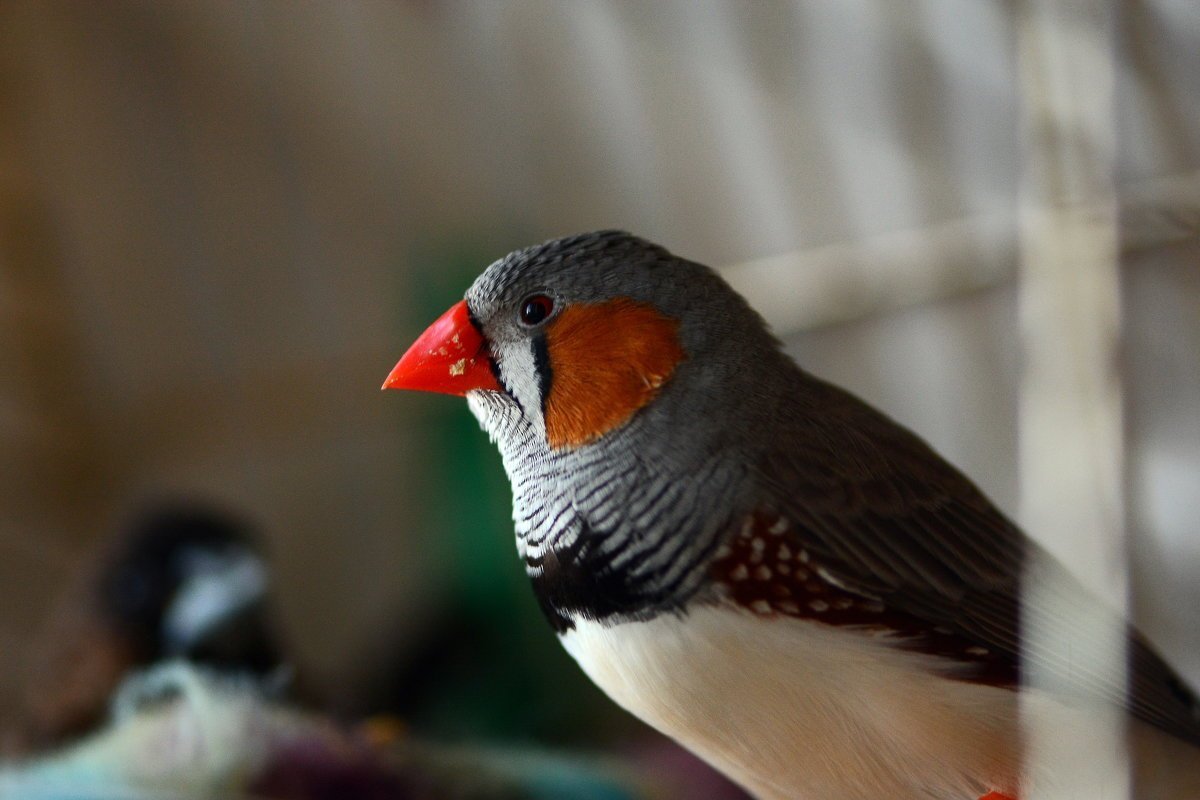 Воробей амадин