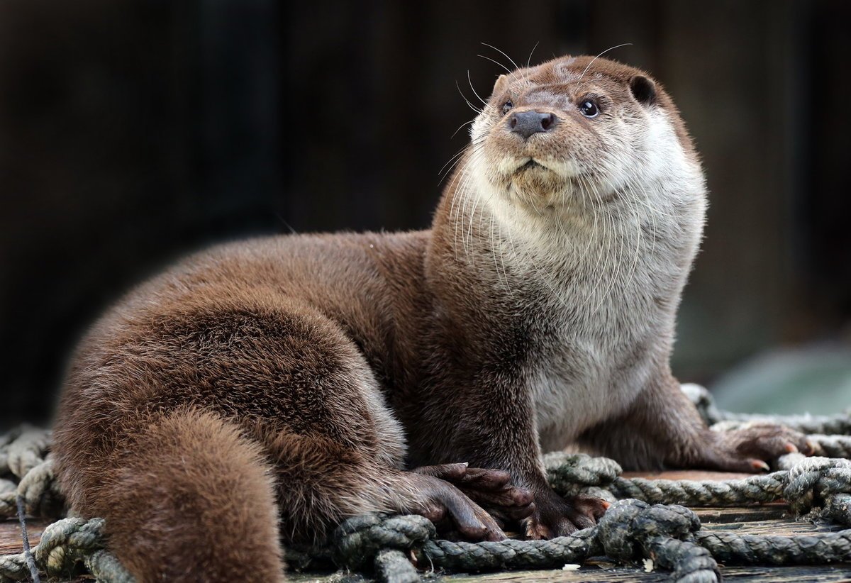 Выдра обыкновенная