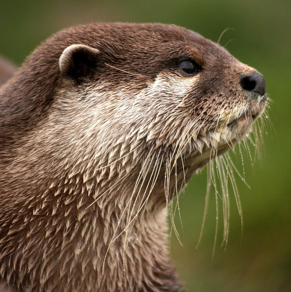 Канадская выдра