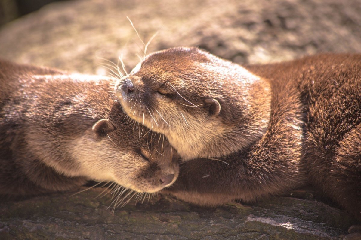 Кавказская выдра Lutra Lutra meridionallis