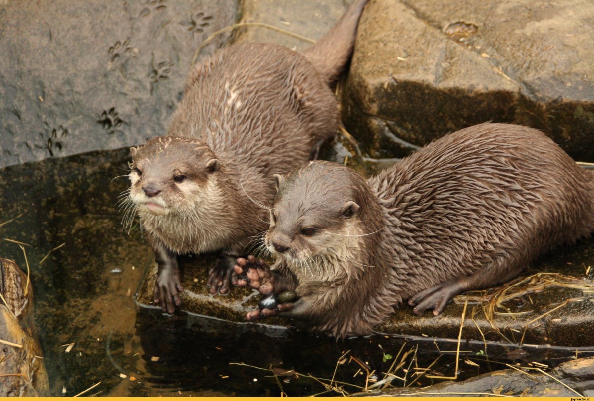 Речная выдра норка