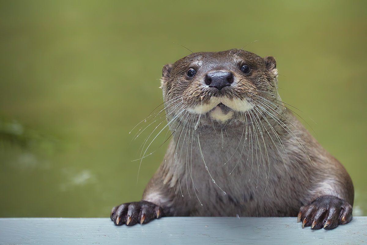Кавказская выдра Кавказская выдра