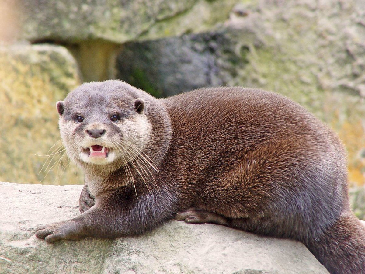 Североамериканская Речная выдра