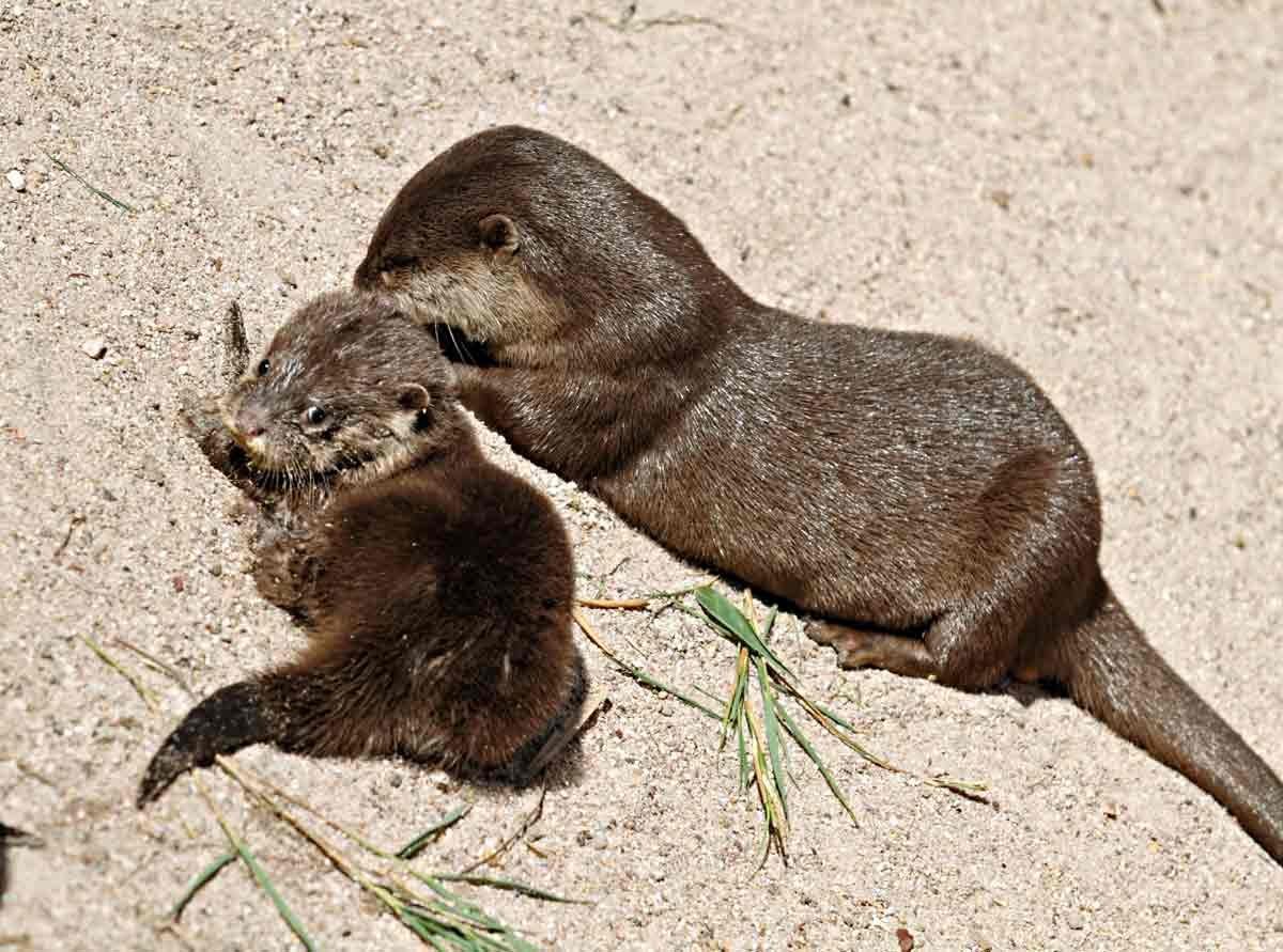 Выдра Речная