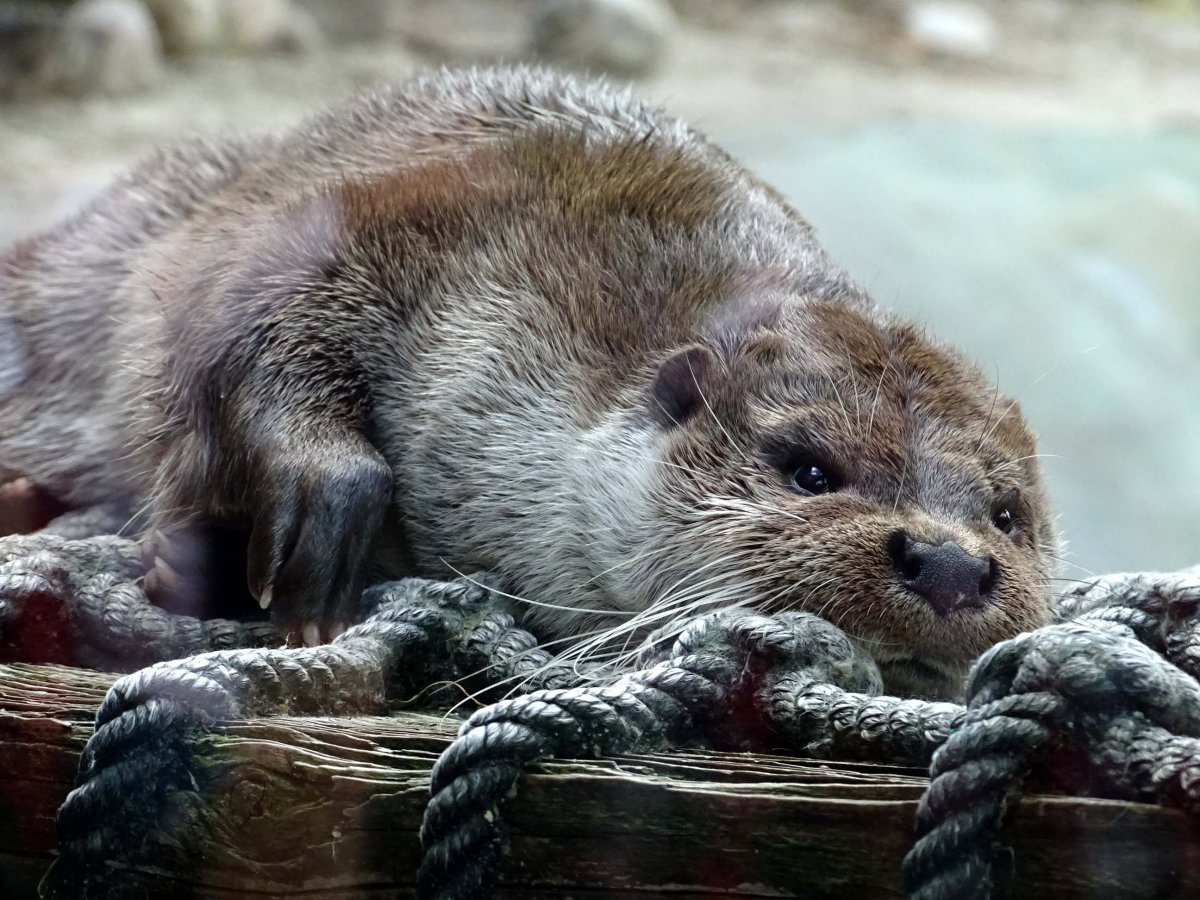 Северная Речная выдра