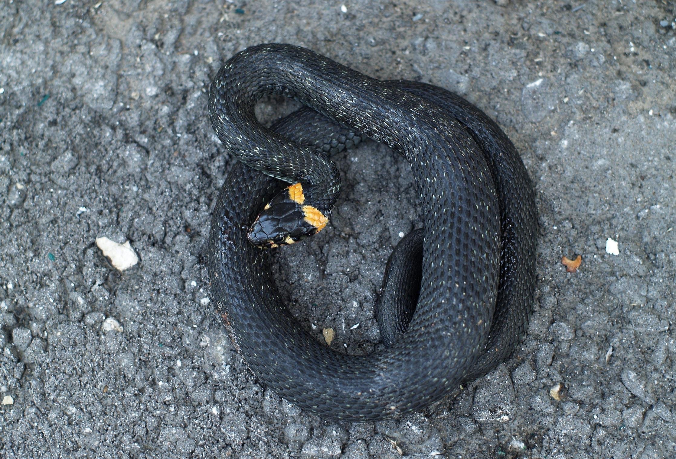 Черная змея на голове пятна. Черный полоз змея. Гадюка черная с желтыми пятнами. Серая гадюка с желтыми пятнами. Уж обыкновенный пузо.