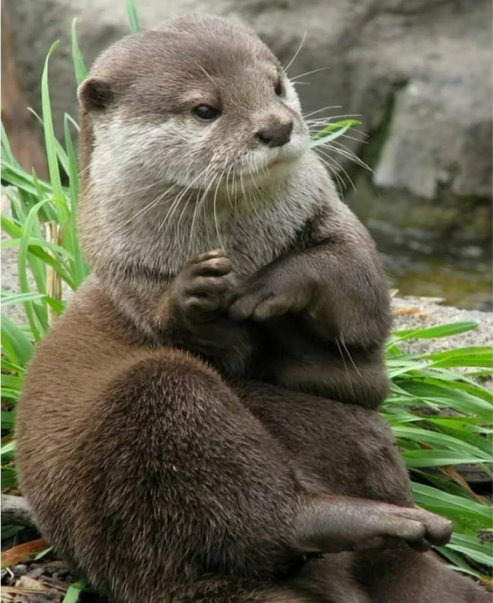 Выдренок Отто