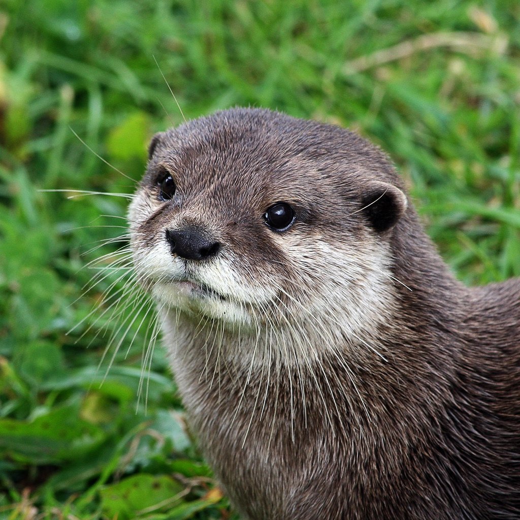 Выдра Речная обыкновенная