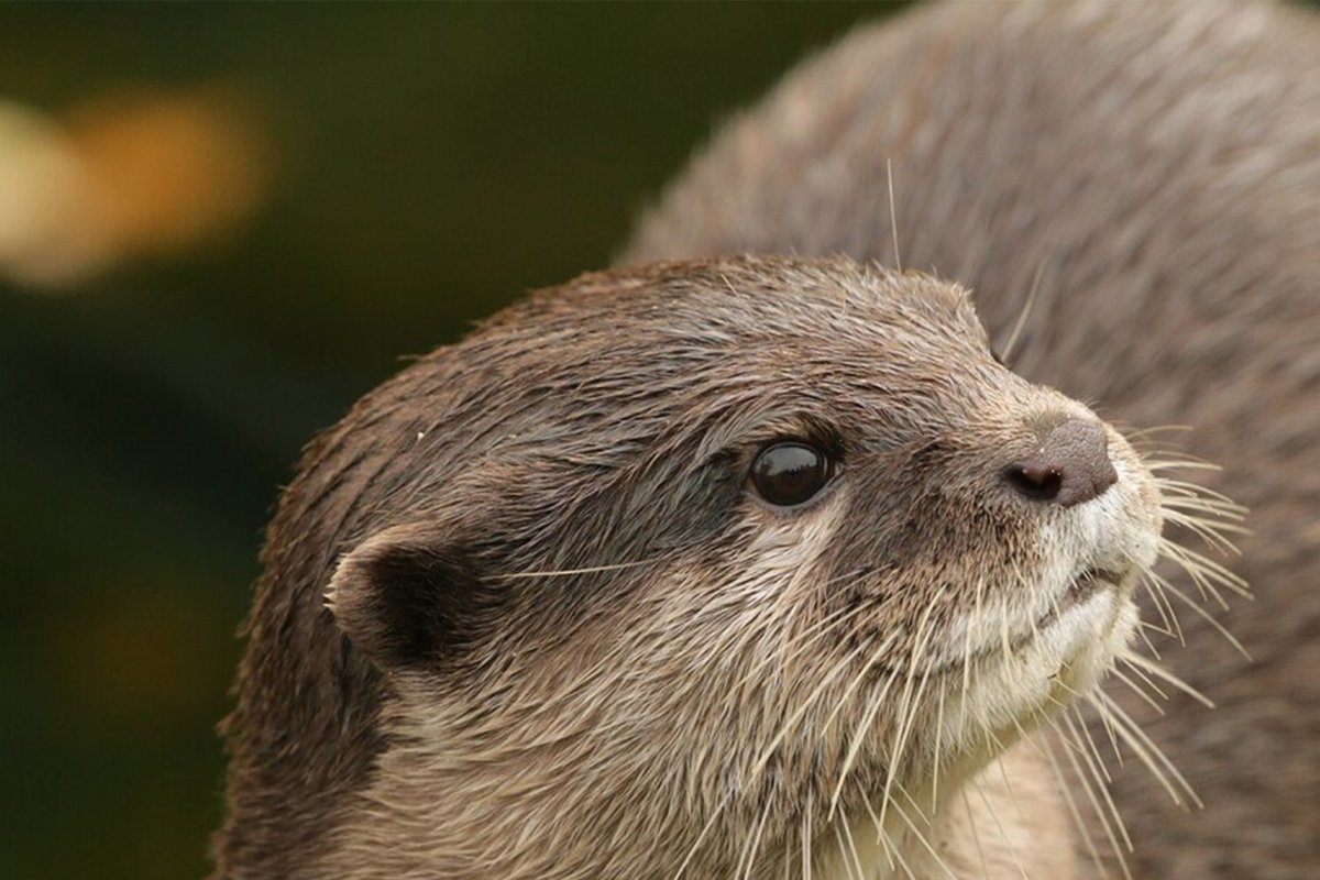 Кавказская выдра (Lutra Lutra meridionalis)