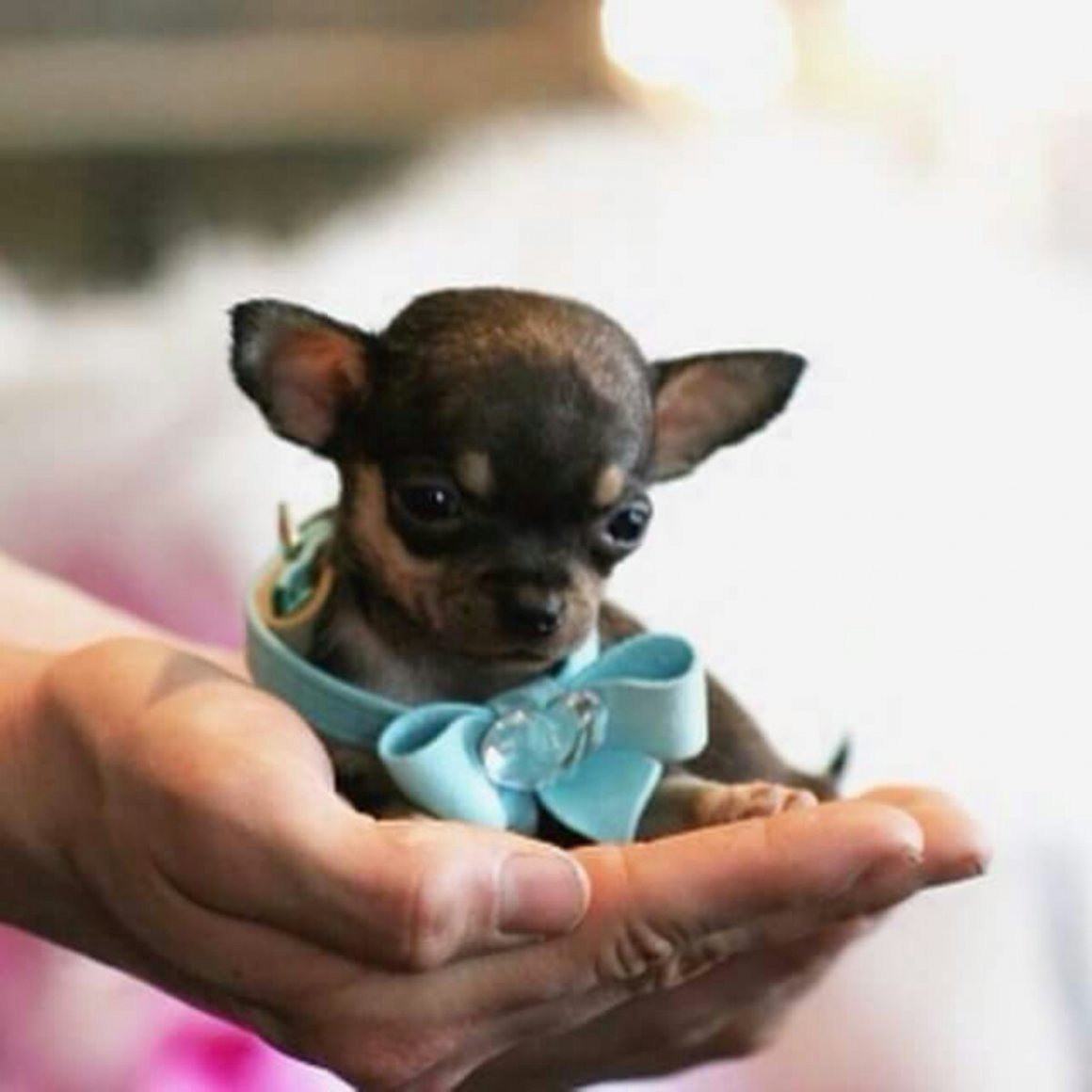 Чихуахуа карликовый белый