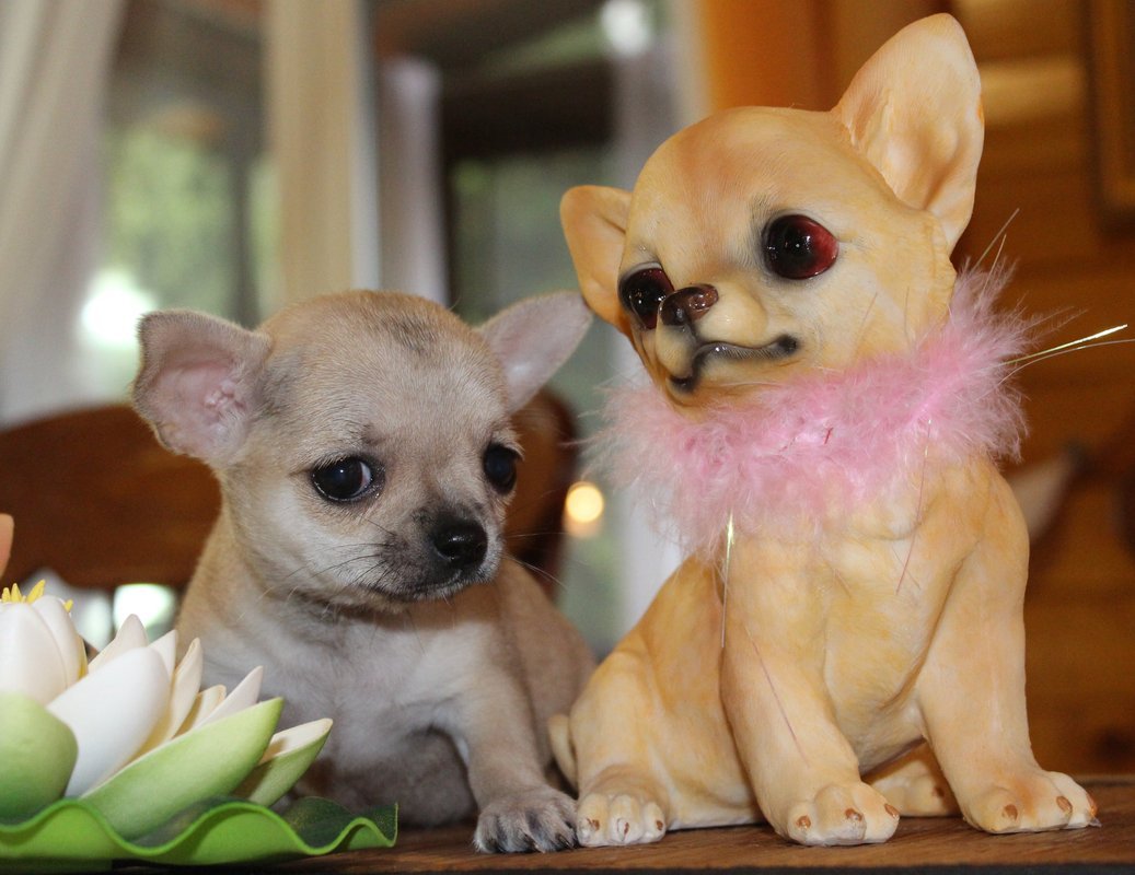 Чихуахуа мини с прививками