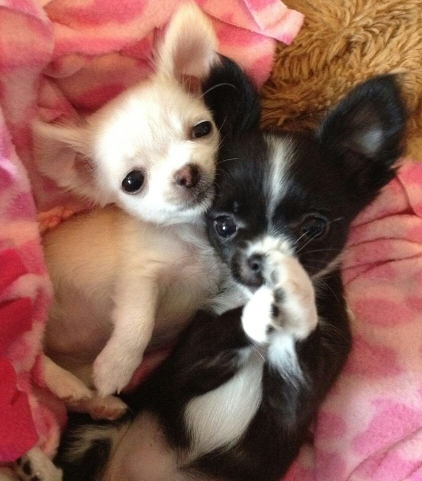 Собачка чихуахуа