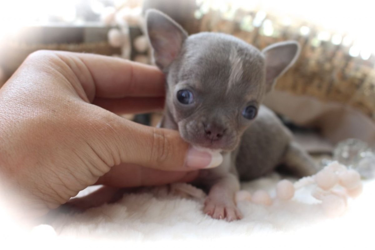 Чихуахуа короткошерстные