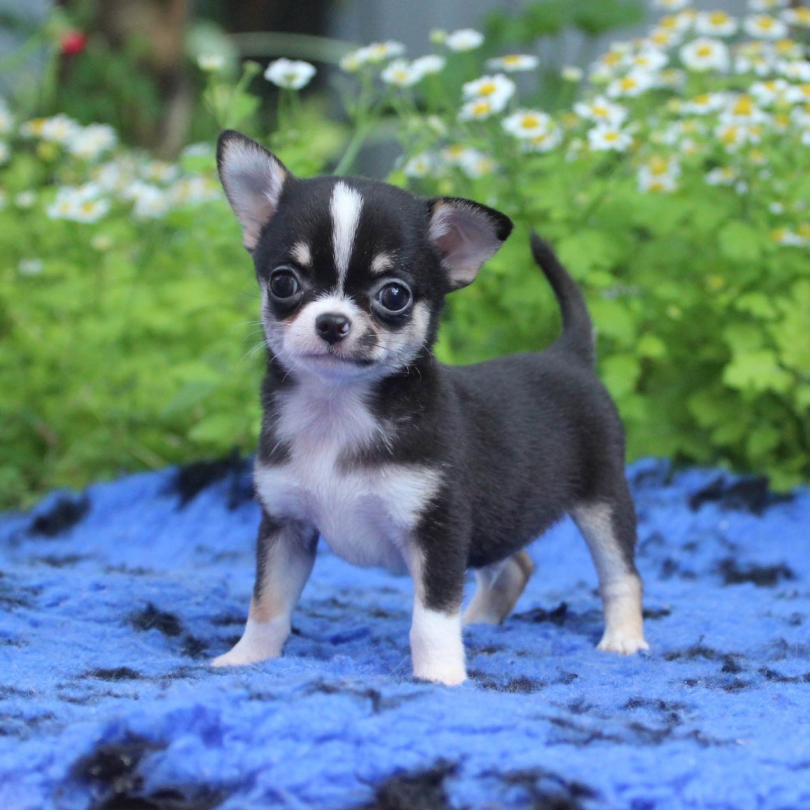 Чау Хуа Хуа