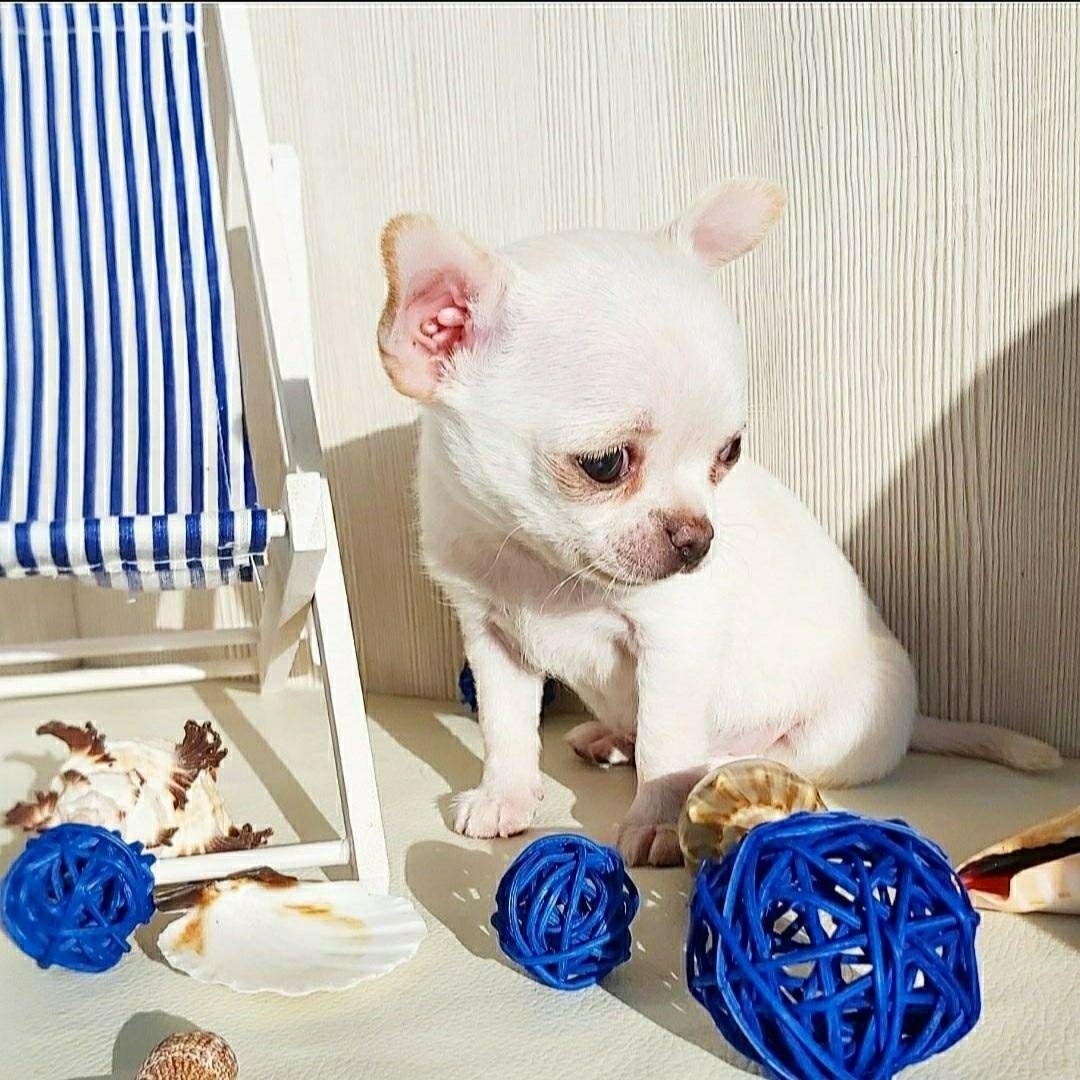 Чихуахуа Бэйби