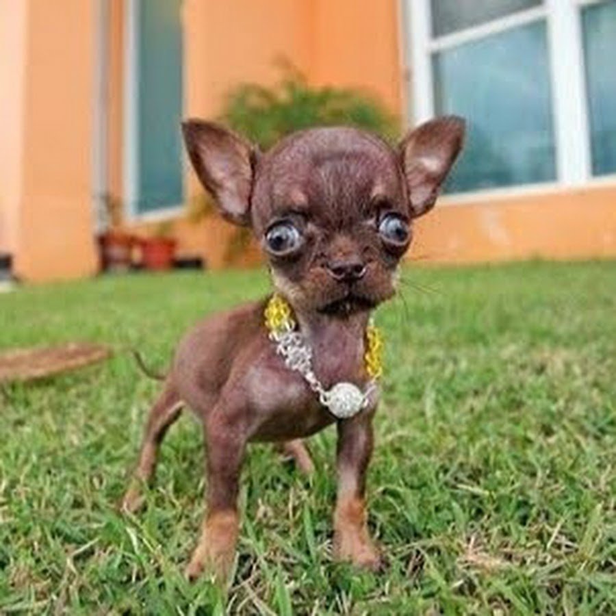 Микро мини чихуахуа