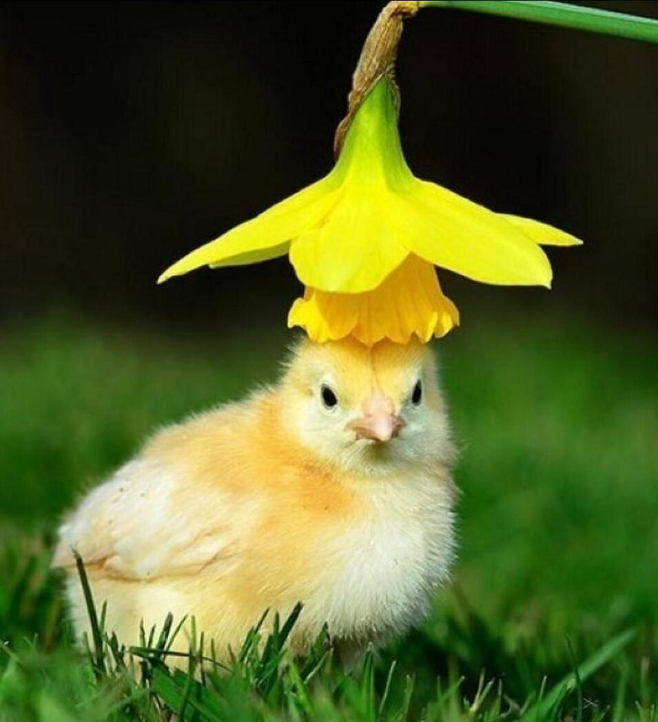 Желтенький цыпленок