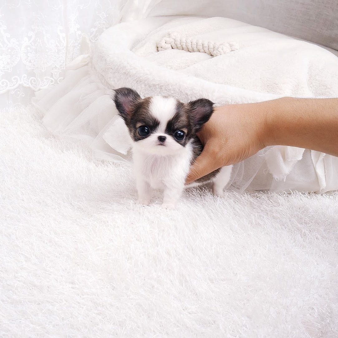 Чихуахуа БУБУ