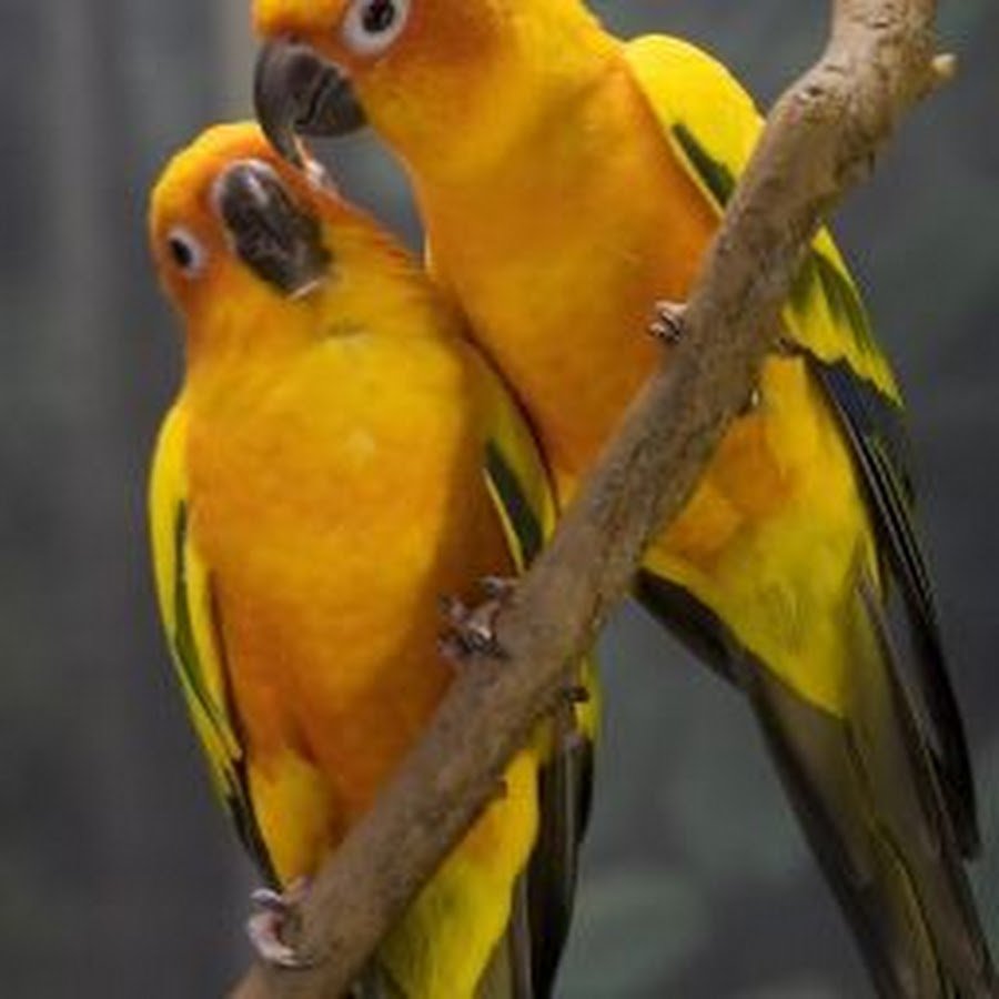 Животное желтого цвета