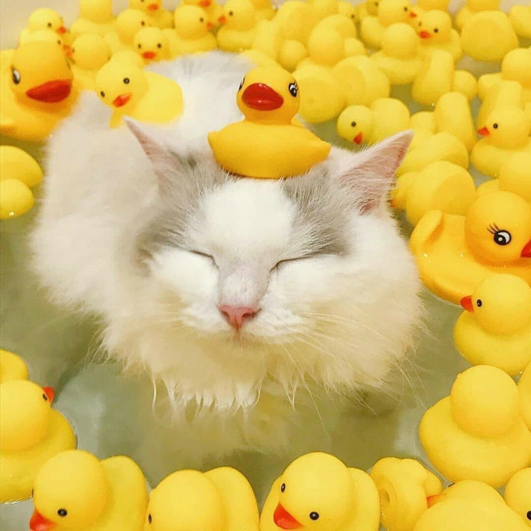 Милые котики