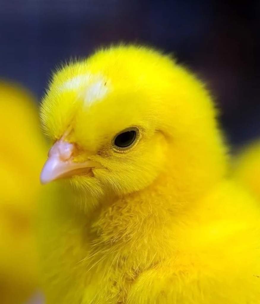 Цыплёнок и Жёлтик