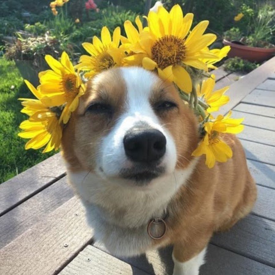 Собака в подсолнухах