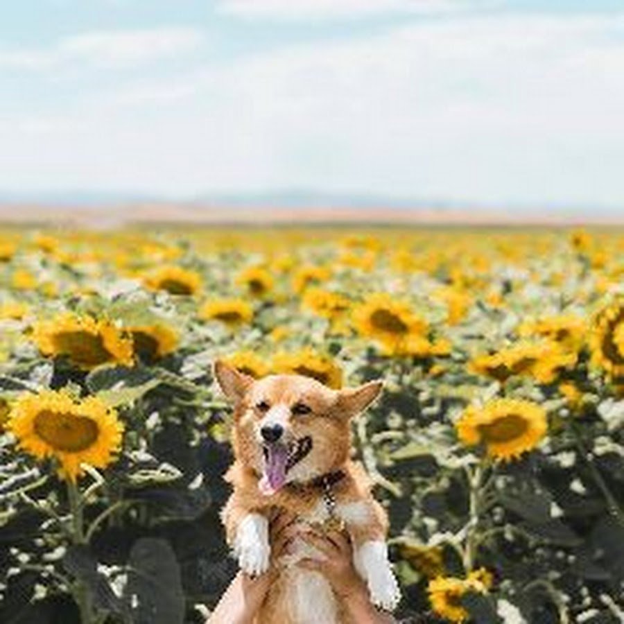 Собака в подсолнухах