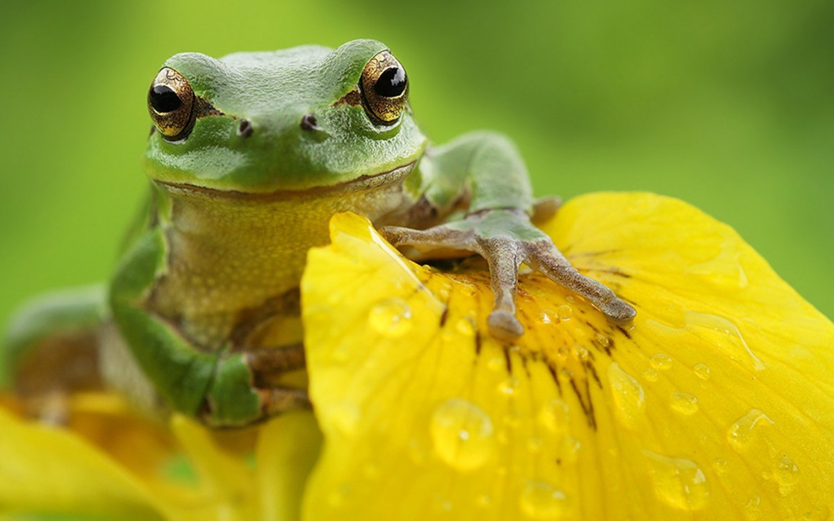 Оранжевобокая квакша