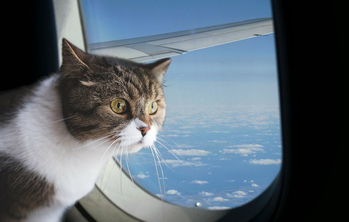 Котенок в самолете