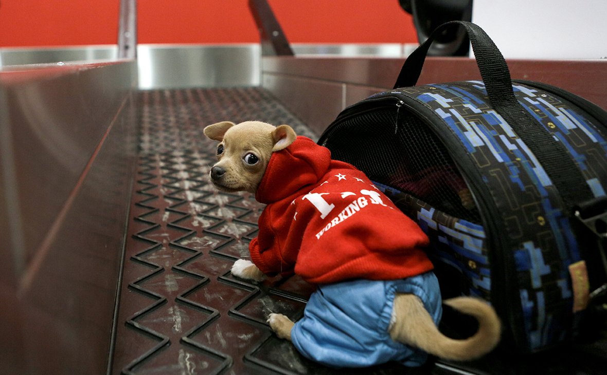 Авиаперевозки животных