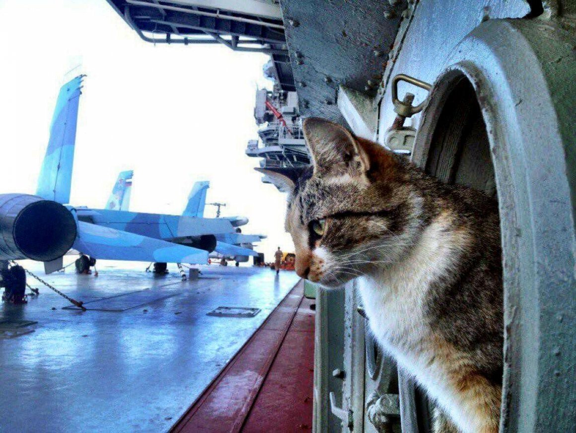 Кот на подводной лодке