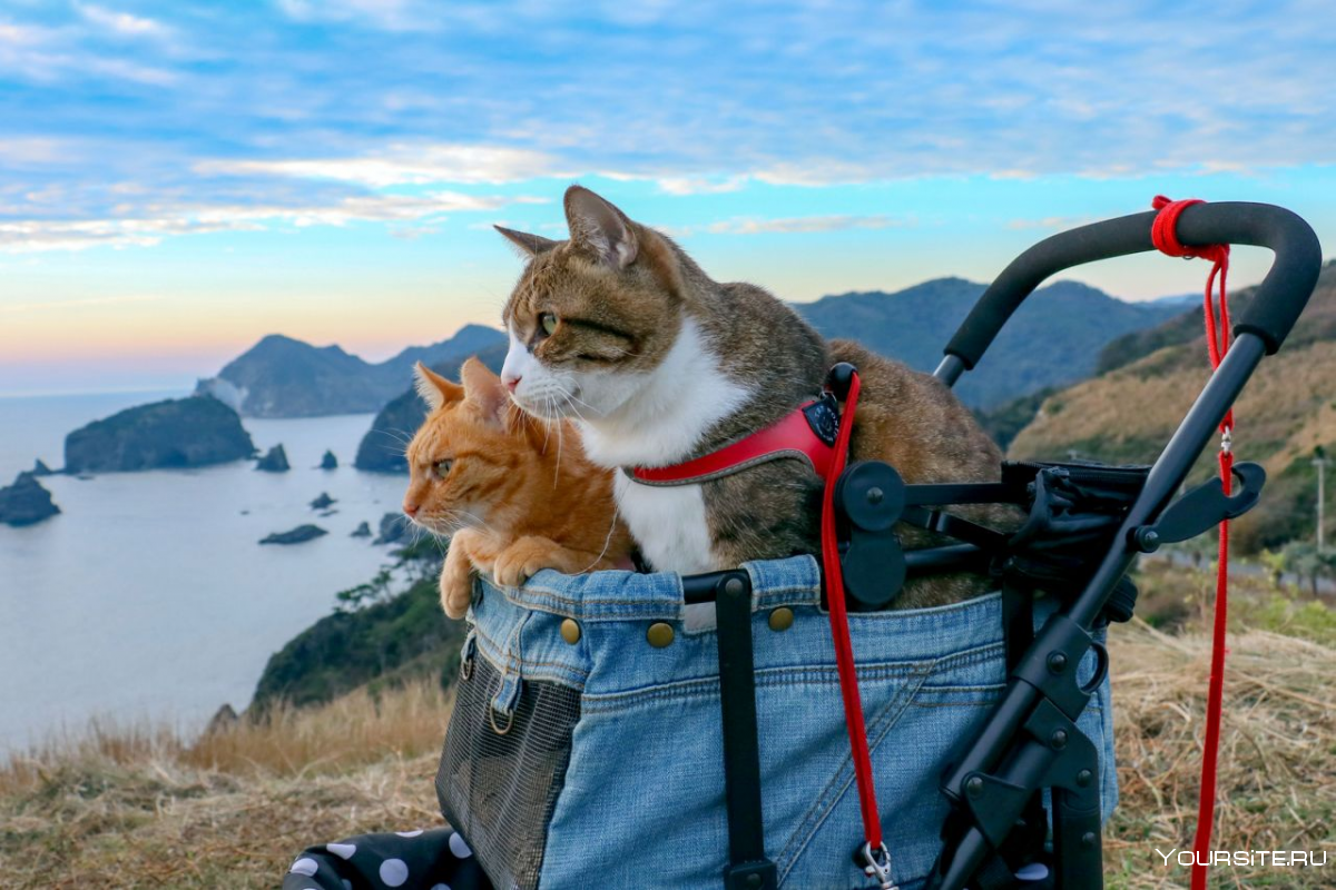 Коты путешественники