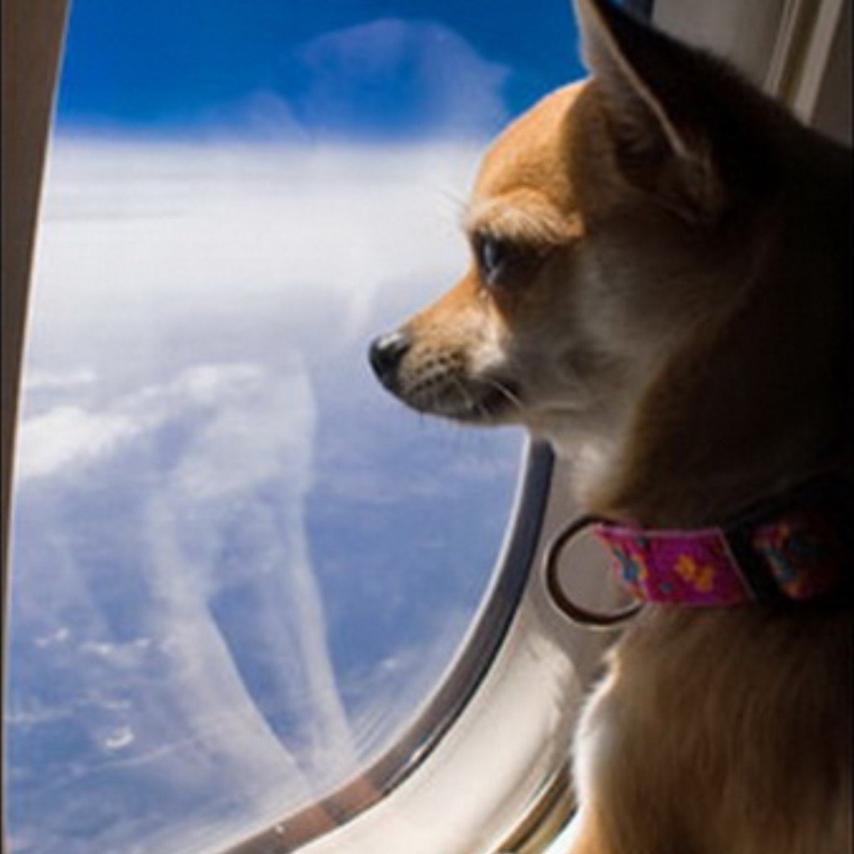 Чао придурок Мем