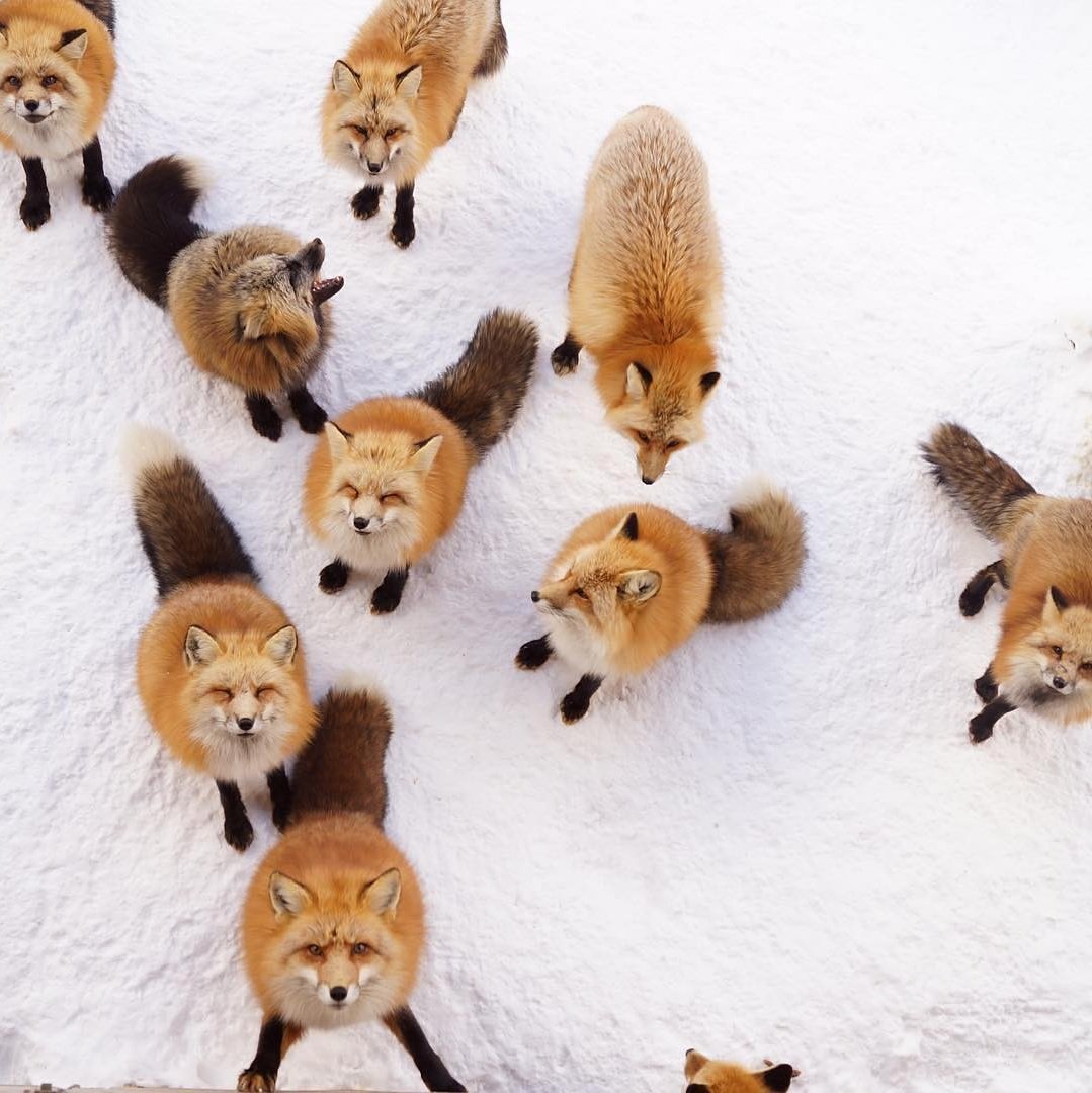 Лиса чернобурка сиводушка