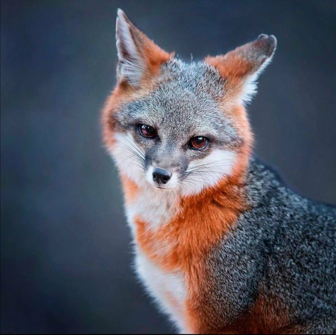 Лисица обыкновенная Уральская