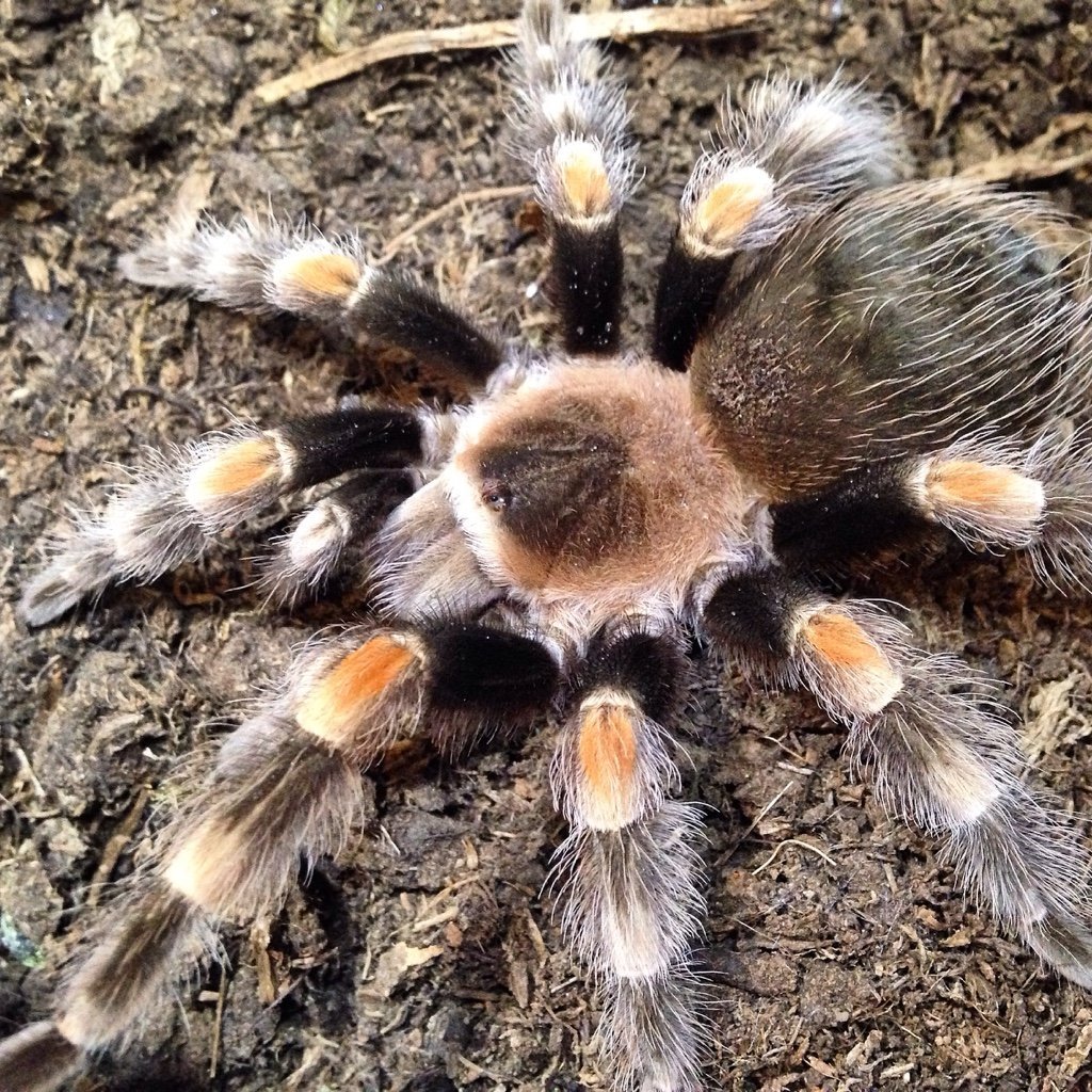 Паук Брахипельма Смити