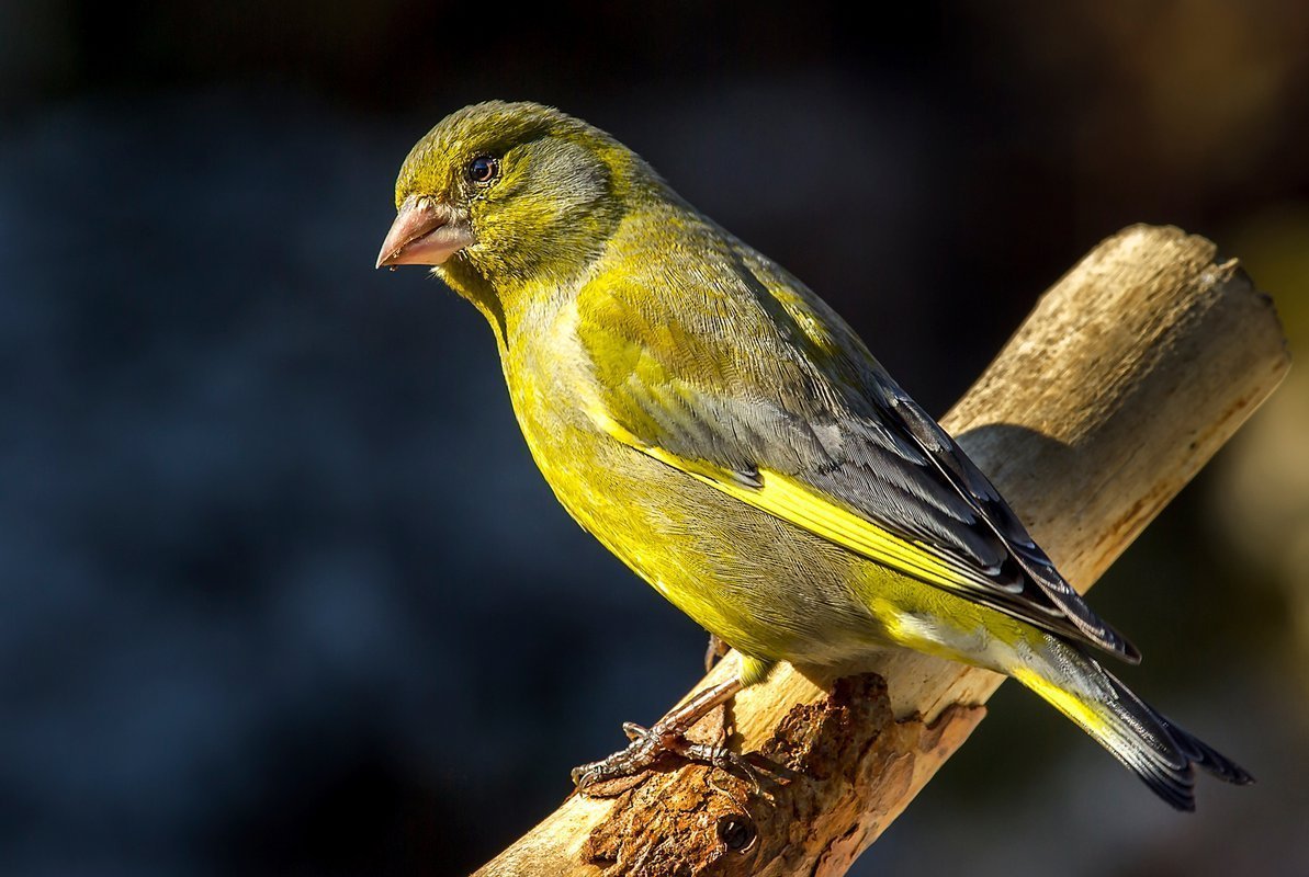 Щеглы чижи зеленушки